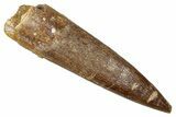 Fossil Plesiosaur (Zarafasaura) Tooth - Morocco #344211-1